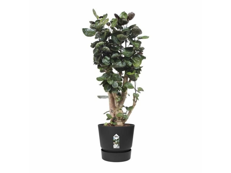 Саксия Elho Черен Пластмаса Кръгъл Модерен Ø 47 cm NaN –  BB Саксии