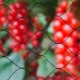 Anti-bird netting Nature Primo Черен полиетилен 10 x 10 m NaN –  BB Чорапогащи
