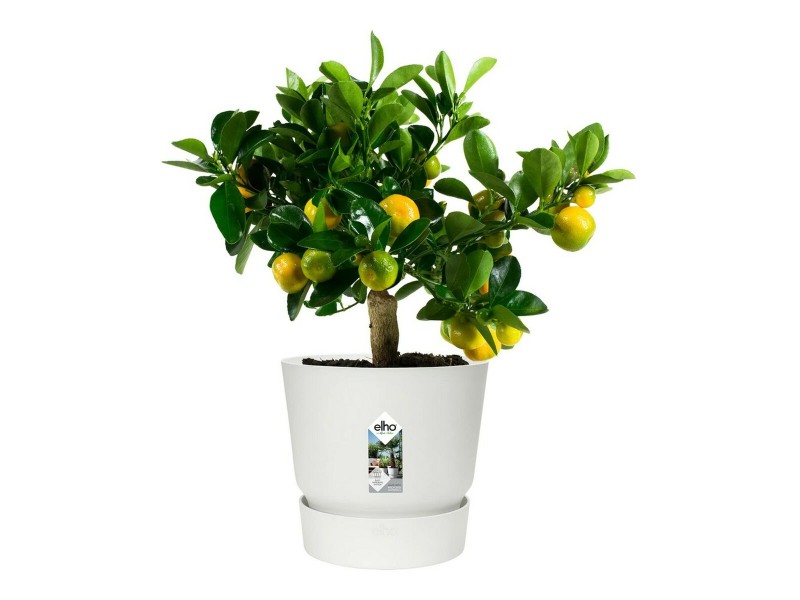 Саксия Elho 0464344715000 Бял Кръгъл NaN –  BB Саксии