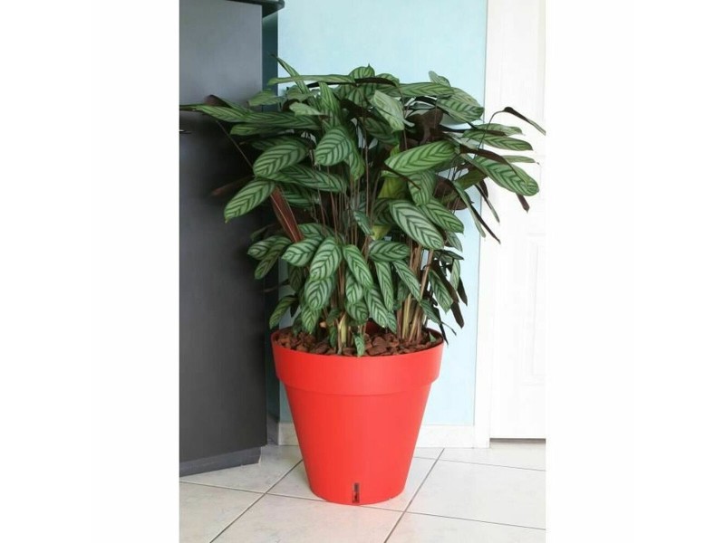 Саксия Riviera Червен полипропилен Пластмаса Кръгъл Pall Ø 50 cm NaN –  BB Саксии