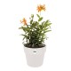 Саксия Elho Бял Пластмаса Кръгъл Ø 35 cm Ø 35 x 32 cm NaN –  BB Саксии