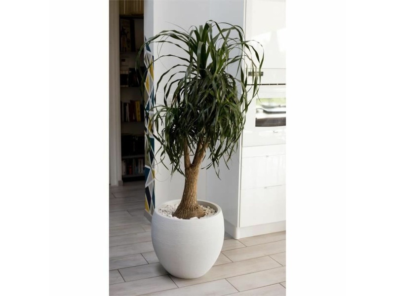 Саксия EDA Graphit Кръгъл Бял Ø 50 cm NaN –  BB Саксии