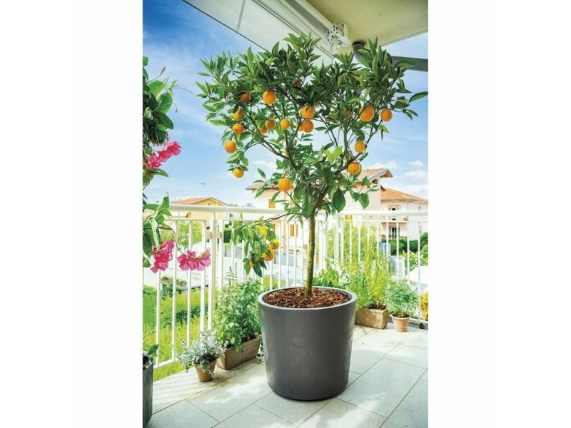 Саксия Deroma Millennium Антрацит Пластмаса 59 x 59 x 49,5 cm NaN –  BB Саксии