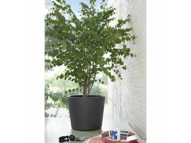 Саксия Deroma Millennium Антрацит Пластмаса 59 x 59 x 49,5 cm NaN –  BB Саксии