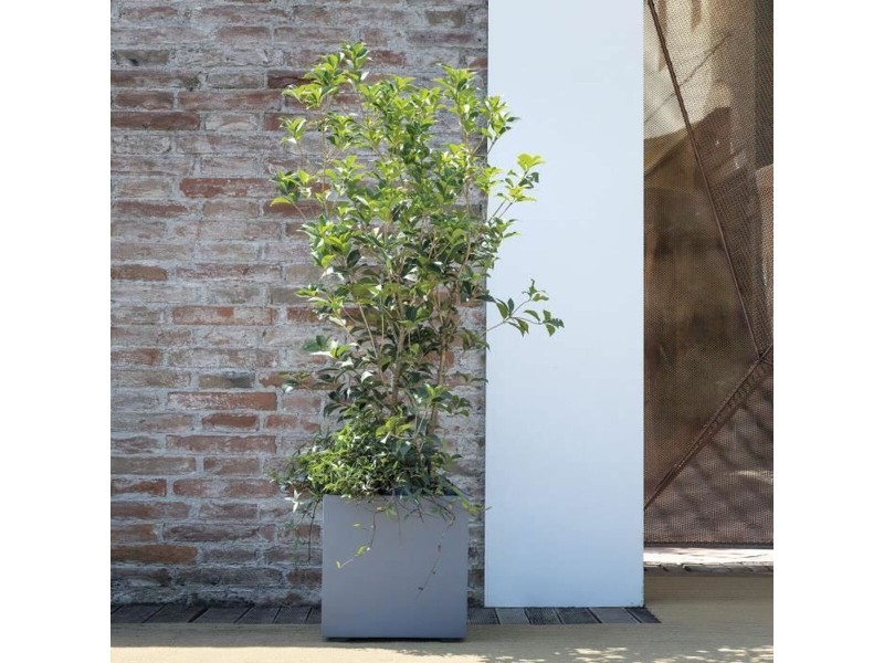 Саксия Deroma NaN –  BB Саксии