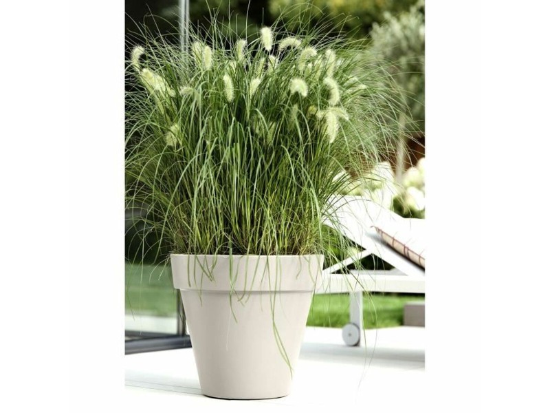 Саксия Elho NaN –  BB Саксии