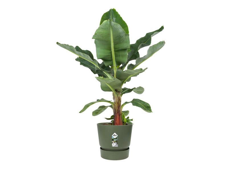 Саксия Elho Зелен Ø 55 cm Пластмаса NaN –  BB Саксии