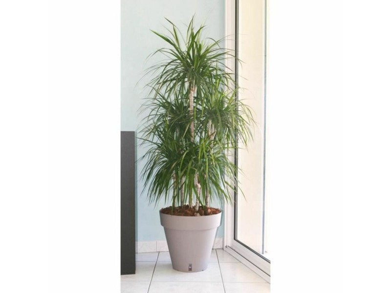 Саксия Riviera Кафяв Тъмнокафяв полипропилен Пластмаса Кръгъл Pall Ø 50 cm NaN –  BB Саксии