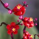 Строителна Игра Lego 10369 Plum Blossom Многоцветен NaN –  BB Изграждане на игри
