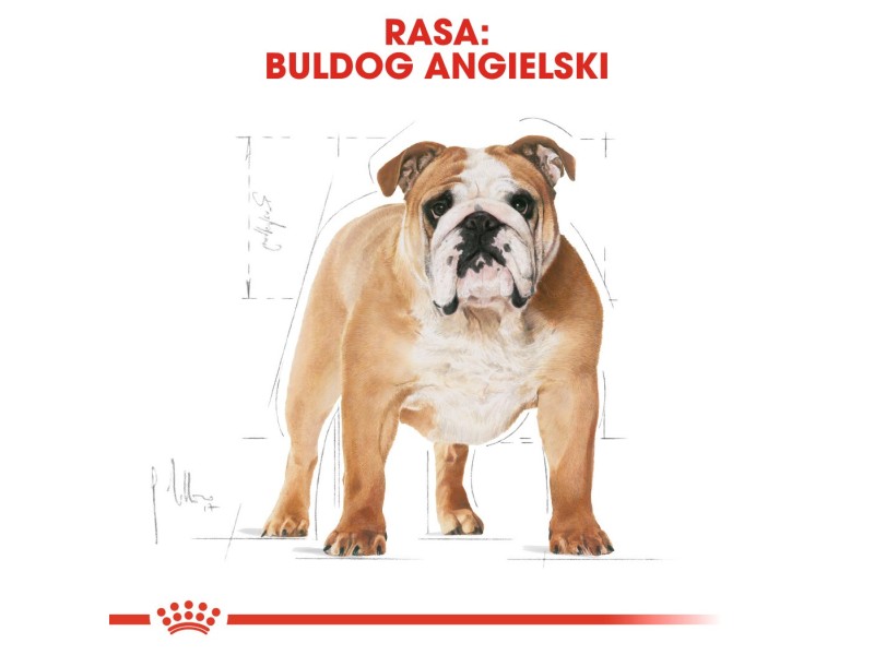ROYAL CANIN Bulldog Adult - dry dog food - 12 kg