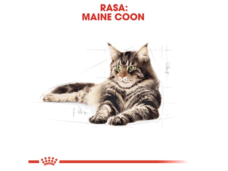 ROYAL CANIN FBN Maine Coon Adult dry cat food - 10kg